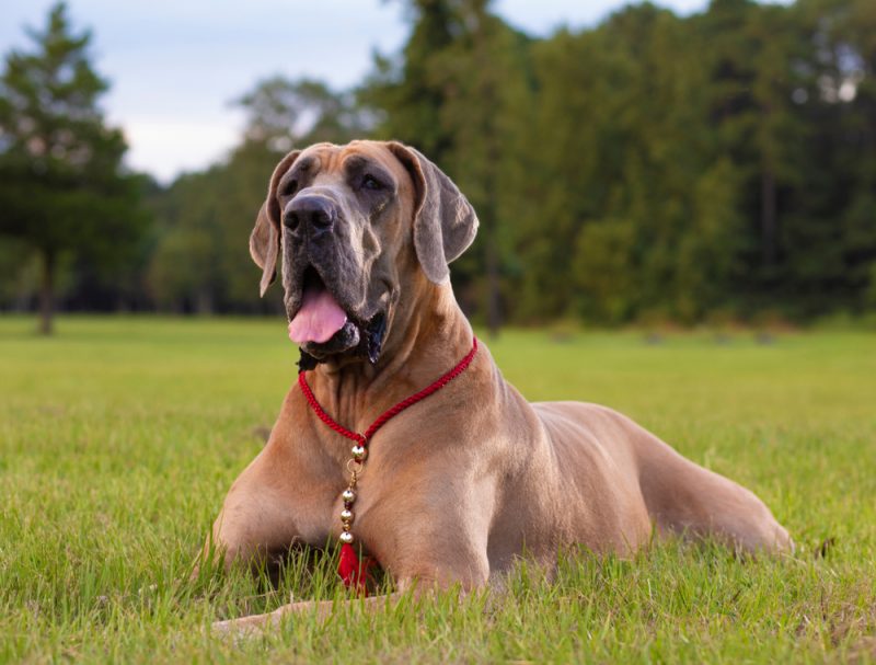 great dane with open mouth lying on grass