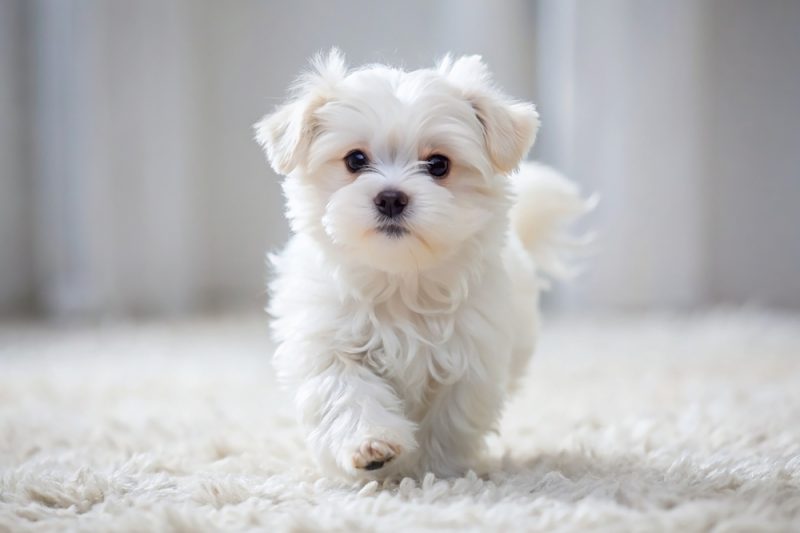 maltese puppy walking on carpet