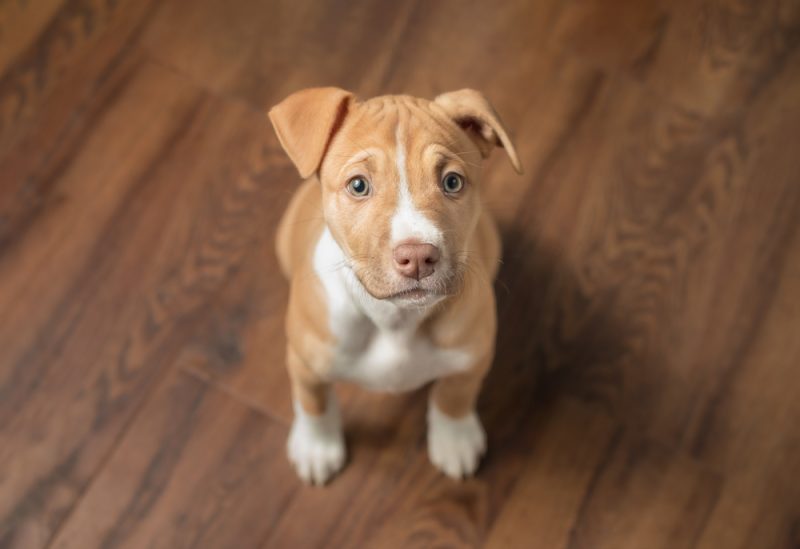 puppy sitting on the floor and looking up