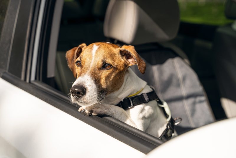 traveling with dog by a car