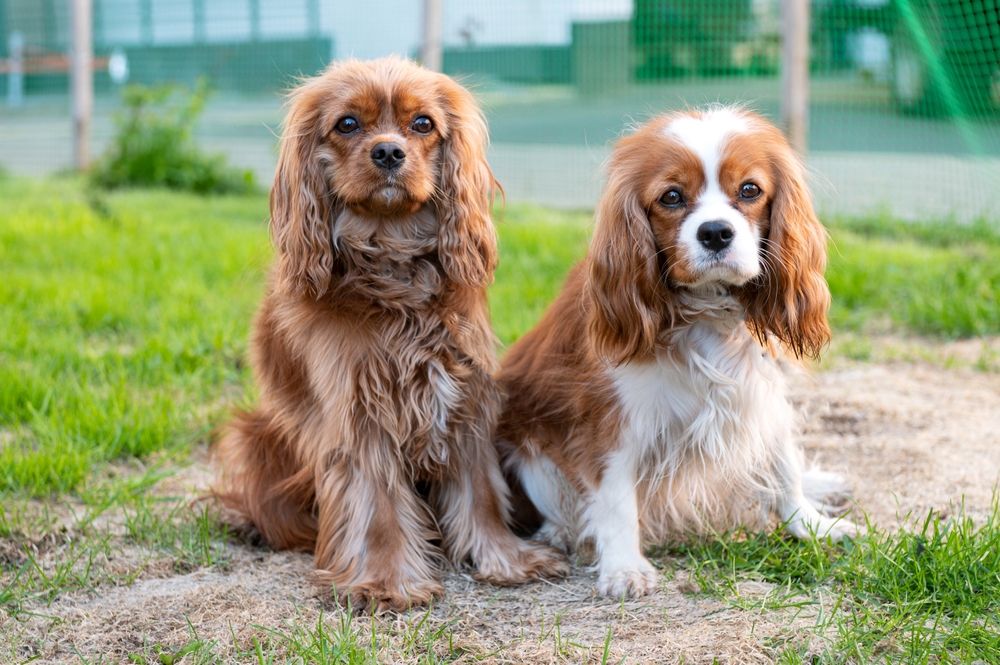 two cavalier king charles spaniel dog sitting at the park