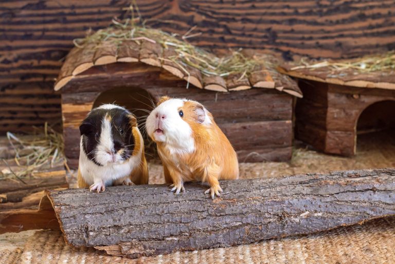 Do Dogs and Guinea Pigs Get Along? 6 VetApproved Tips on Living With Them Both Dogster