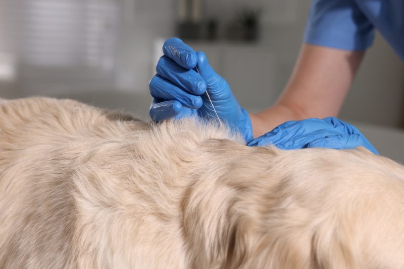 vet holding acupuncture needle near dog's neck in clinic