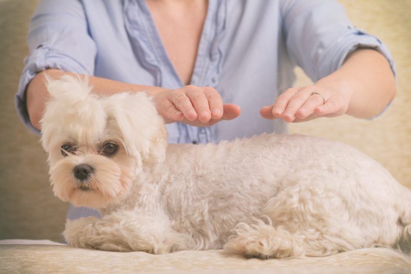 woman doing Reiki therapy to a dog