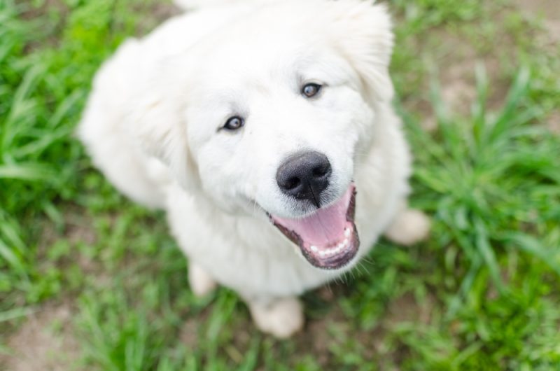 young Great Pyrenees puppy is sitting in green grass