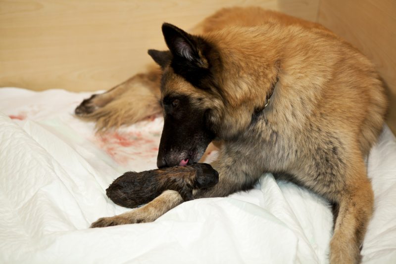 Belgian Shepherd licking newborn puppy after birth