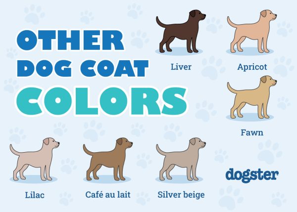 Dog Coat Colors & Patterns: A Vet-Verified Guide (With Info & Pictures ...