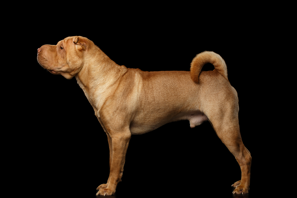 Five-Point-Red-Dilute-shar-pei