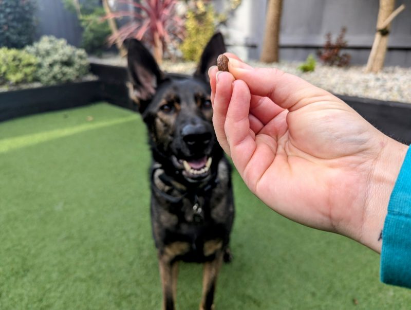 Hold the treat firmly in your fingertips and offer it to your pup
