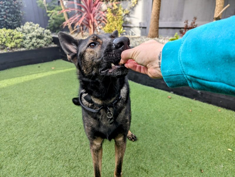 If they gently take the treat, let them have it and offer lots of praise.