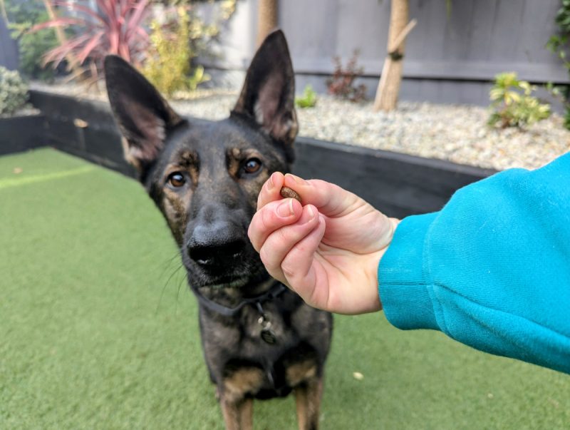 If they try to snatch or bite your hand, curl your fingertips away