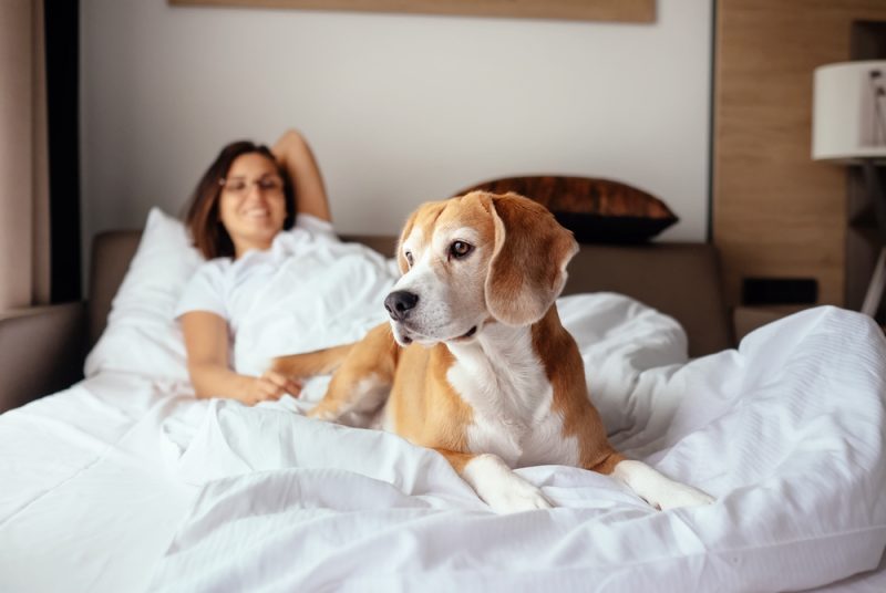 beagle dog and female owner on hotel bed