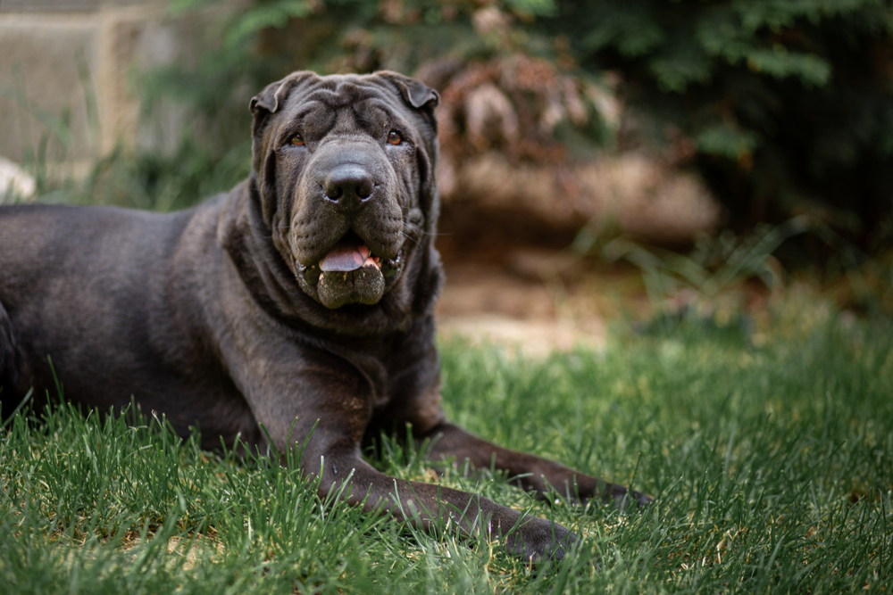 black-sable-shar-pei