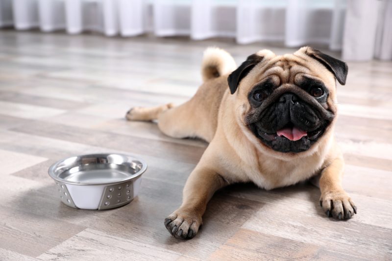 dog lying on the floor next to a bowl of water
