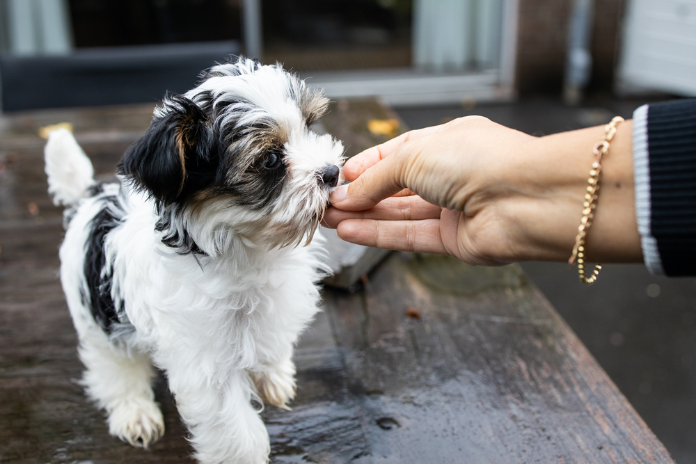 owner giving treat to the puppy on the table
