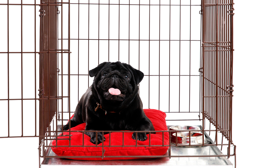 pug dog lying in the crate