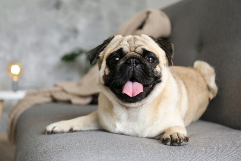 pug dog lying on couch