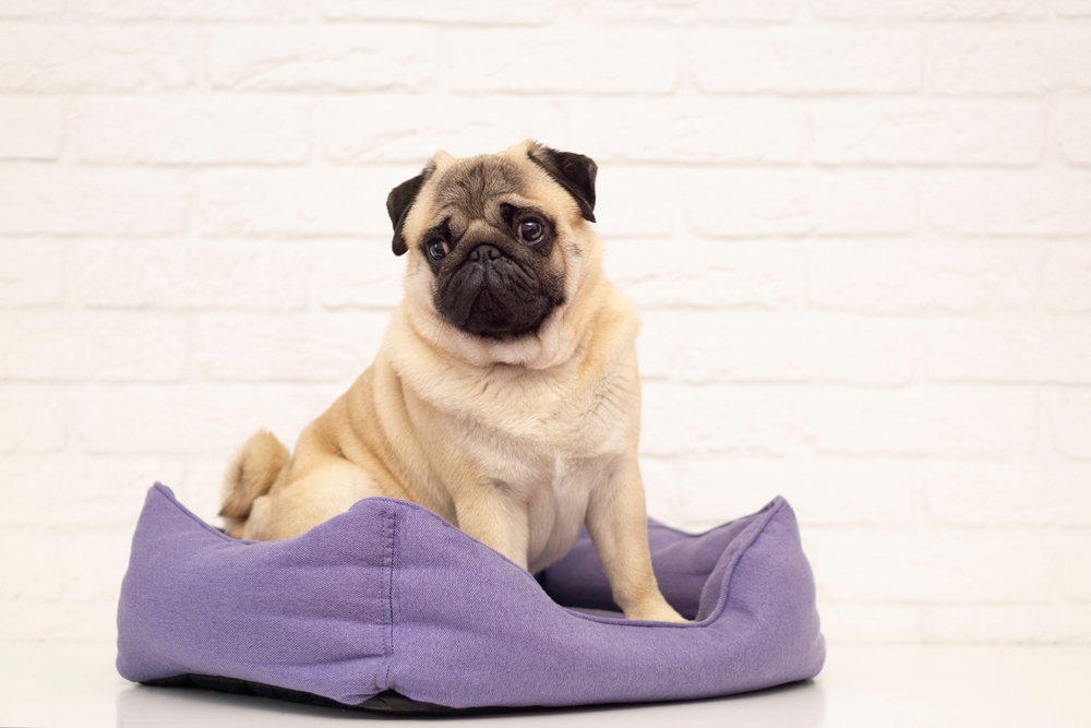 pug sitting on dog bed