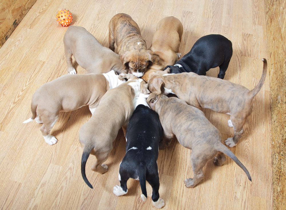 staffordshire terrier puppies eating from one bowl
