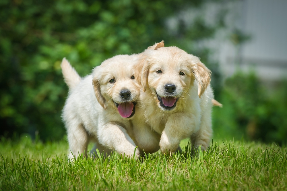 two golden retriever puppies playing in the yard