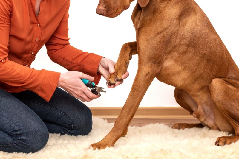 woman using nail trimmers to cut dog's nails