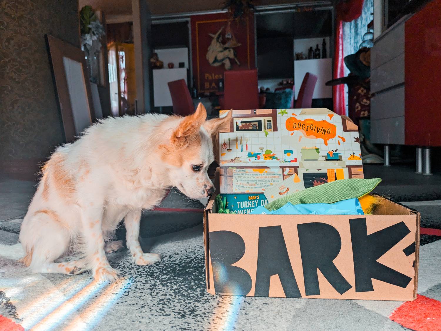 BarkBox Review - hond met doos