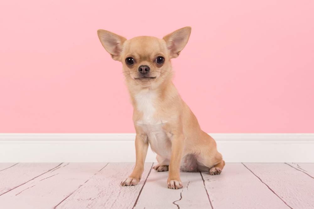 chihuahua dog sitting in a pink living room