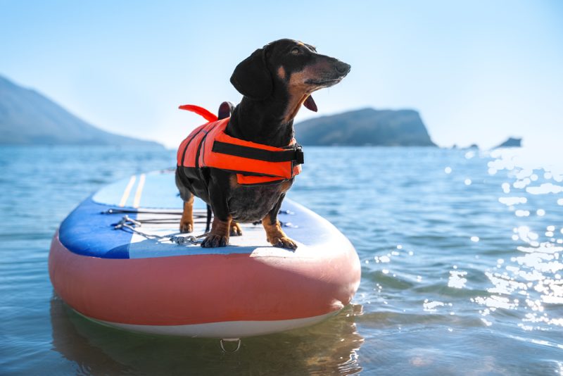dachshund dog with life vest on standing on surfing board