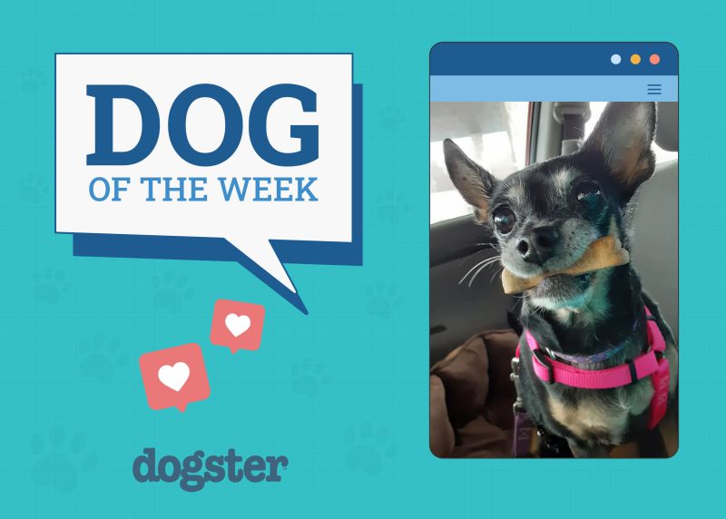 dog of the week dec 26