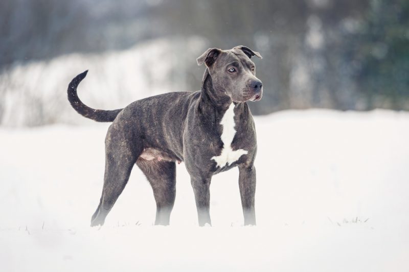 grey pitbull standing on snow