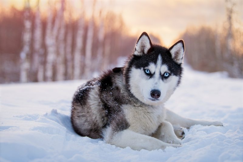 siberian husky on snow