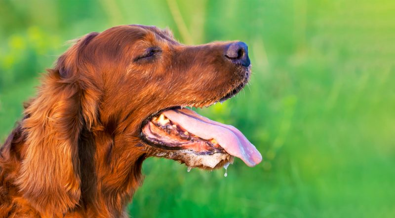 Dog Drooling