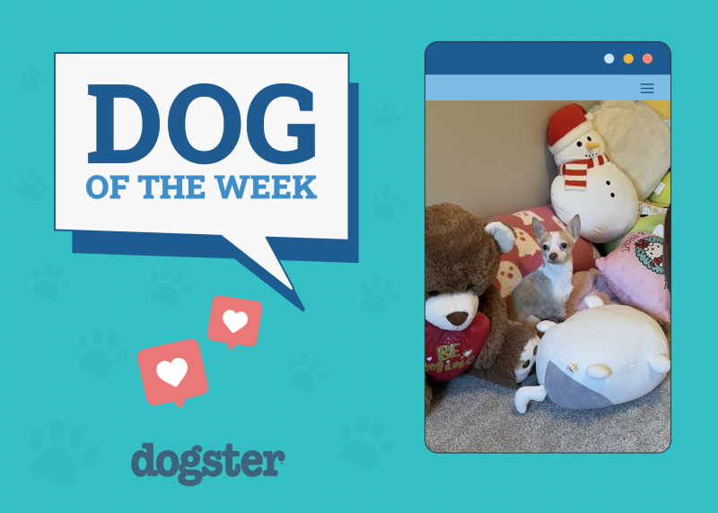 Dog Winner of Week