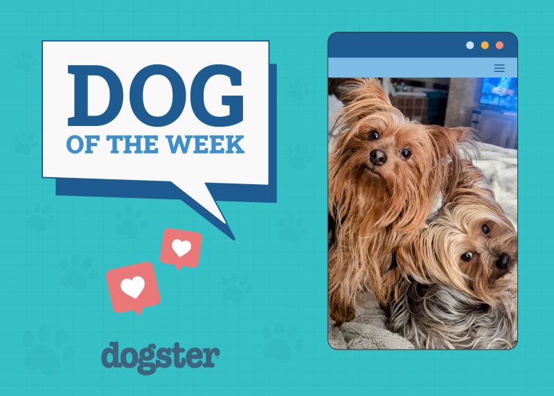 Dog of the week
