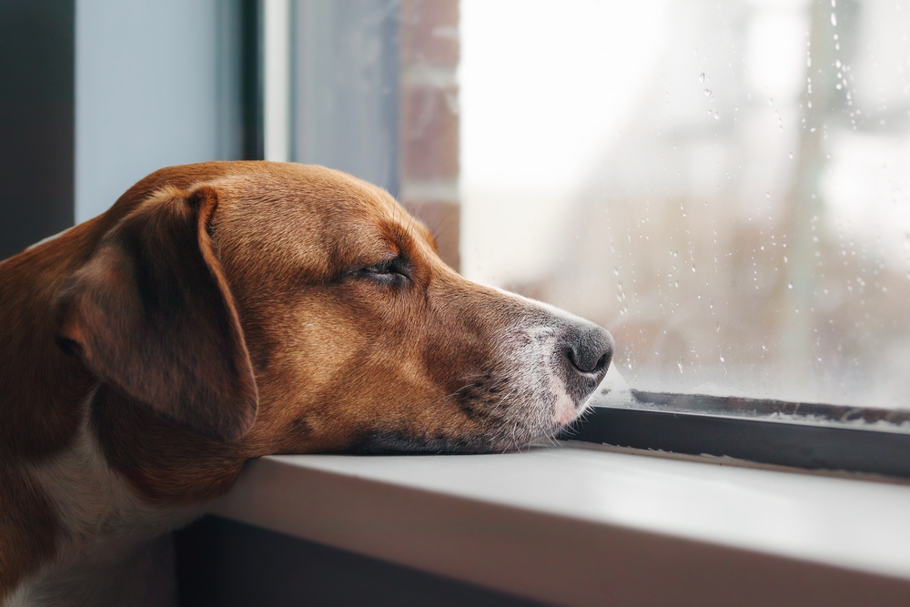 Dog sad bored window sophiecat Shutterstock - Do Mother Dogs Miss Their Puppies? Our Vet Explains