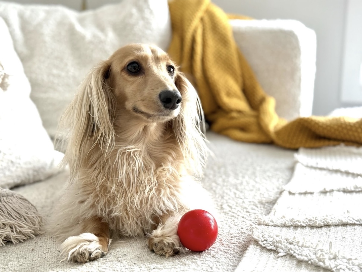 Drapers favorite thing his red ball Meagan - Burrowing, Sniffing &amp; Dead Things: The Wednesday Dogs of Dogster’s Favorites