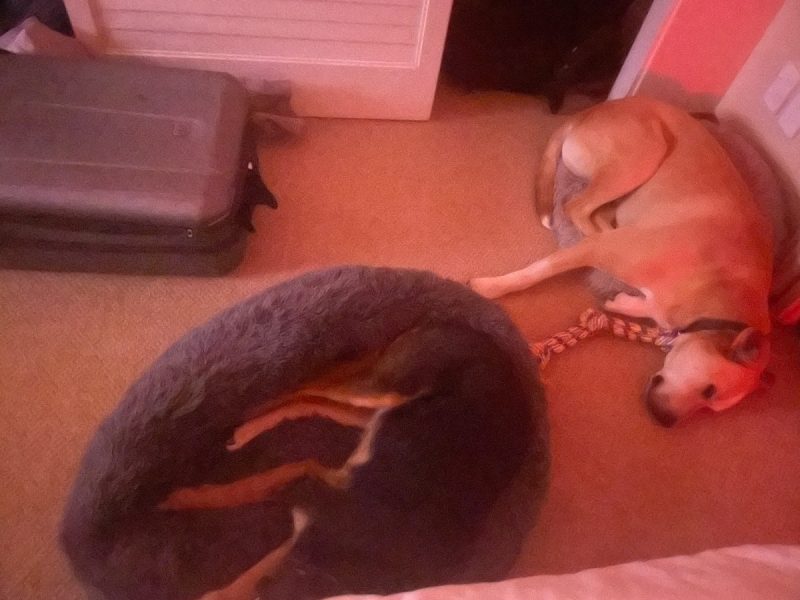 Excuse the photo it was night time Im sure you get the gist. Rosa taking Macs bed and Mac trying to fit into Rosas. Nicole 800x600 - Rural Dogs, City Living: An Unexpected Adventure With Rosa &amp; Mac