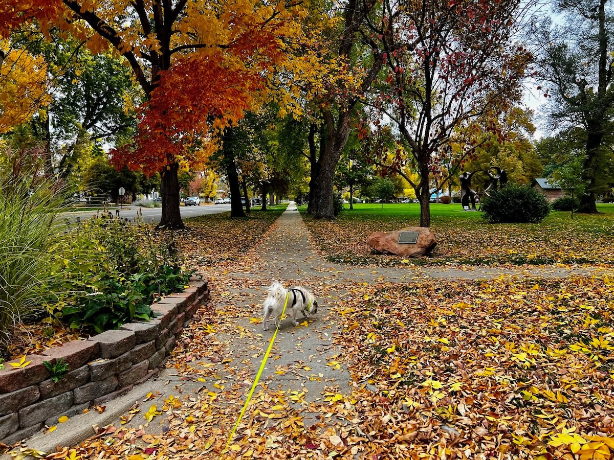 Gizmo sniffing at our local park Kate - Burrowing, Sniffing &amp; Dead Things: The Wednesday Dogs of Dogster’s Favorites
