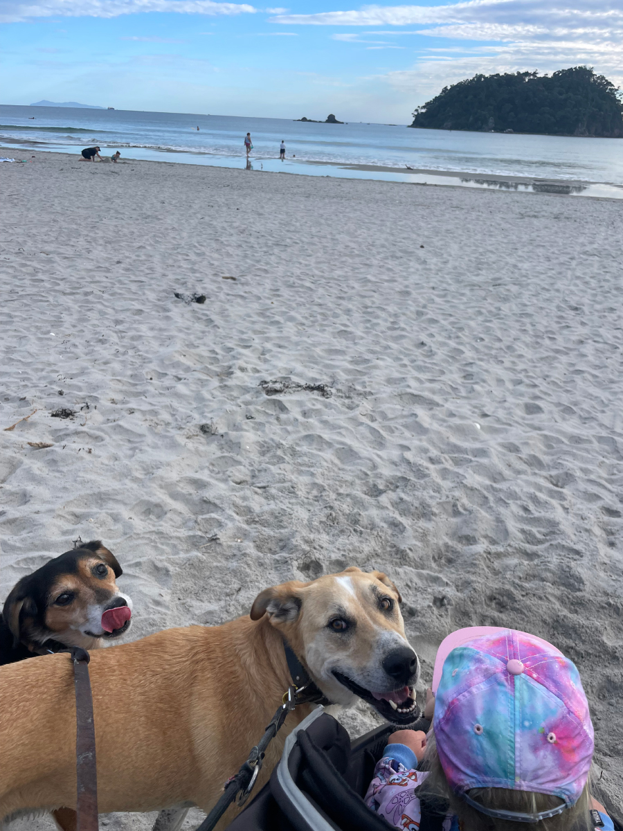 Happy to be at the beach Nicole - Rural Dogs, City Living: An Unexpected Adventure With Rosa &amp; Mac