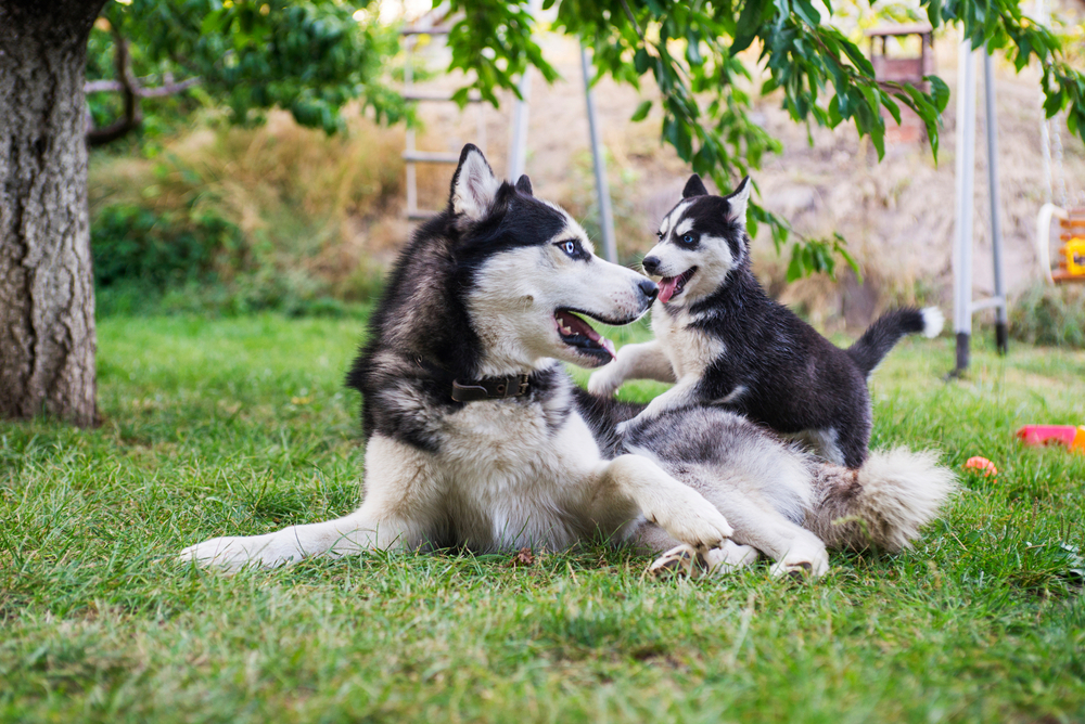 Husky and puppy playing Andrii Spy k Shutterstock - Do Mother Dogs Miss Their Puppies? Our Vet Explains