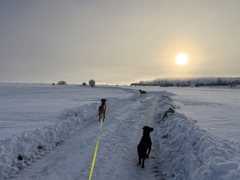 Lava, Hela and Lajka in the snow on sunset