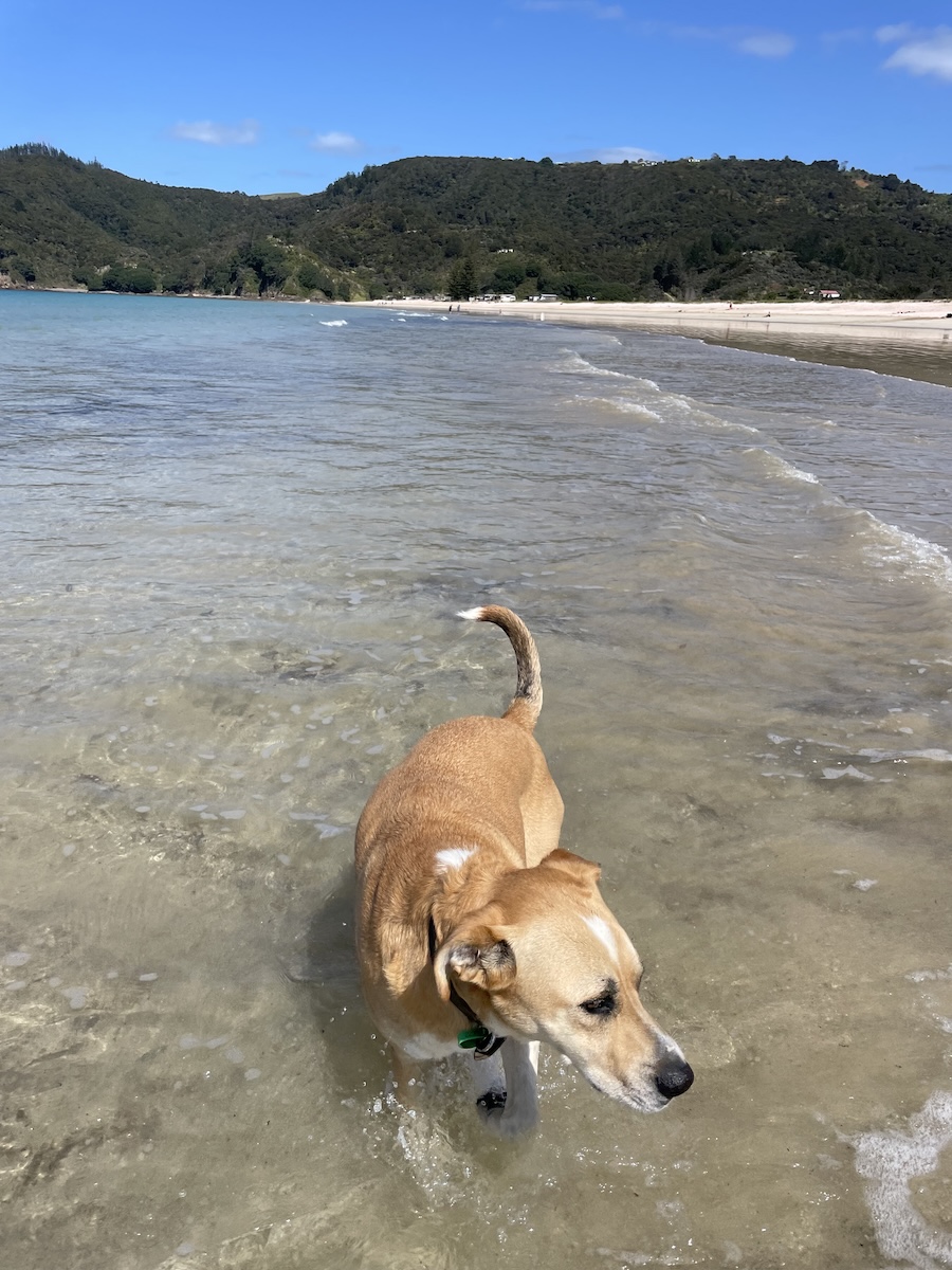 Mac in the ocean Nicole - Burrowing, Sniffing &amp; Dead Things: The Wednesday Dogs of Dogster’s Favorites