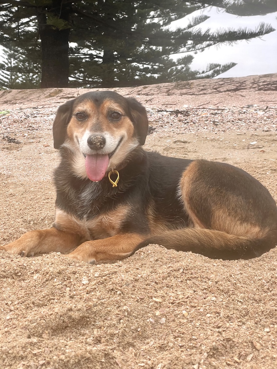 Rosa on the sand Nicole - Burrowing, Sniffing &amp; Dead Things: The Wednesday Dogs of Dogster’s Favorites