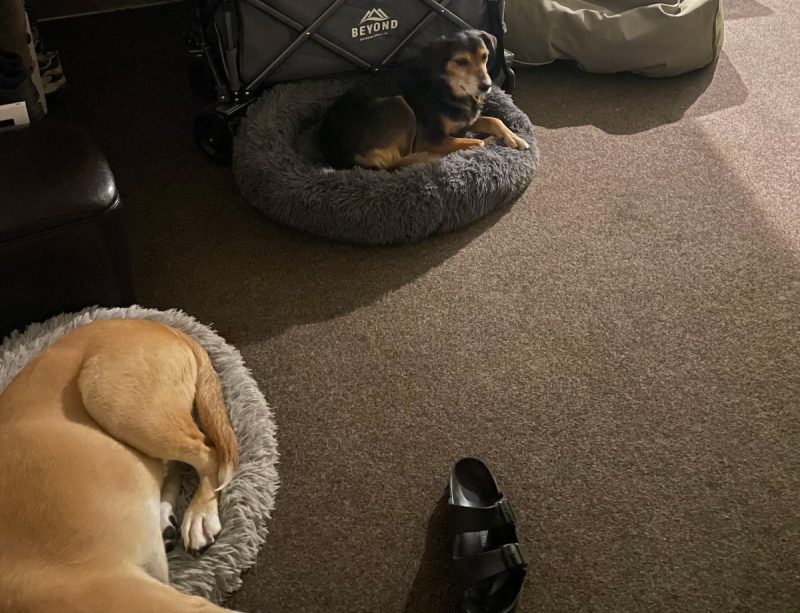 Rosa taking claim of Macs bed again on New Years Eve Nicole 1 800x613 - Rural Dogs, City Living: An Unexpected Adventure With Rosa &amp; Mac
