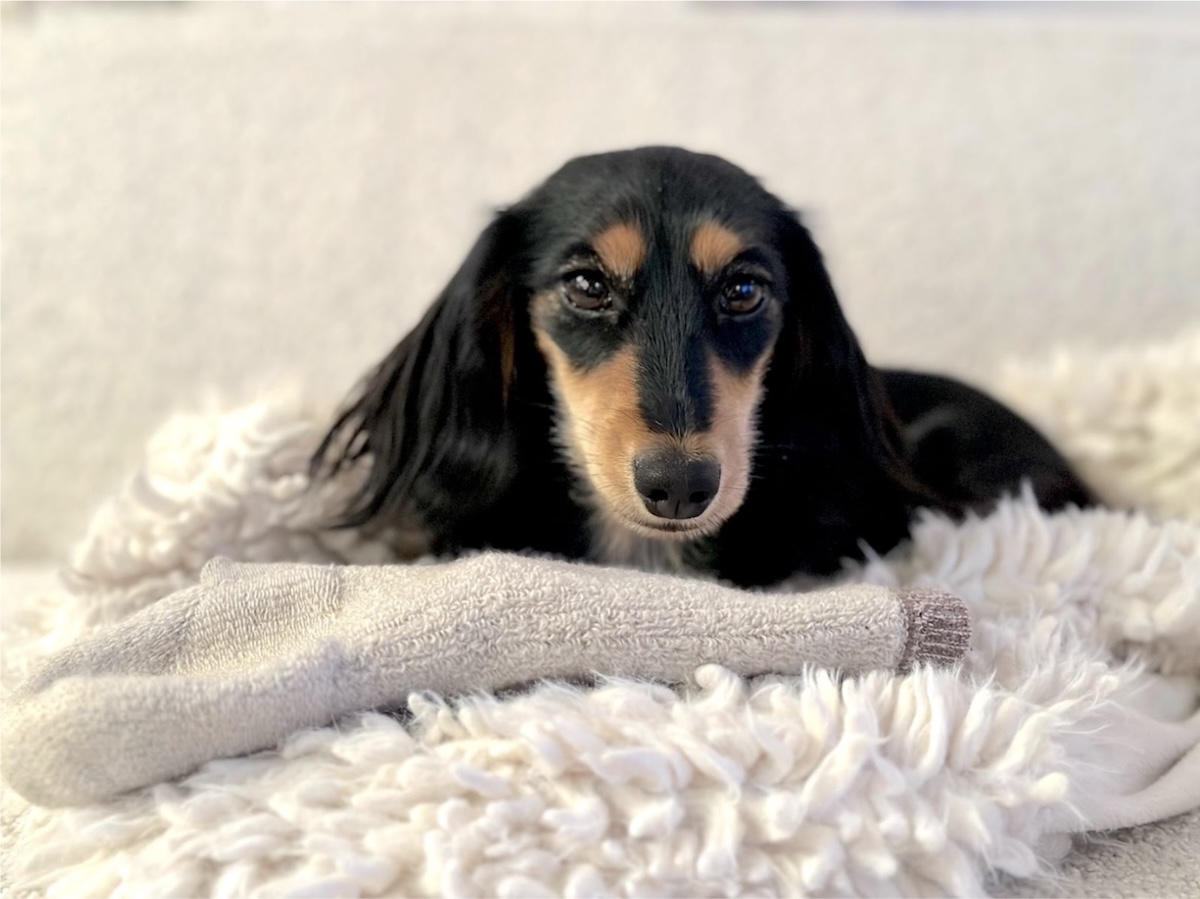 Rues favorite thing our socks Meagan - Burrowing, Sniffing &amp; Dead Things: The Wednesday Dogs of Dogster’s Favorites