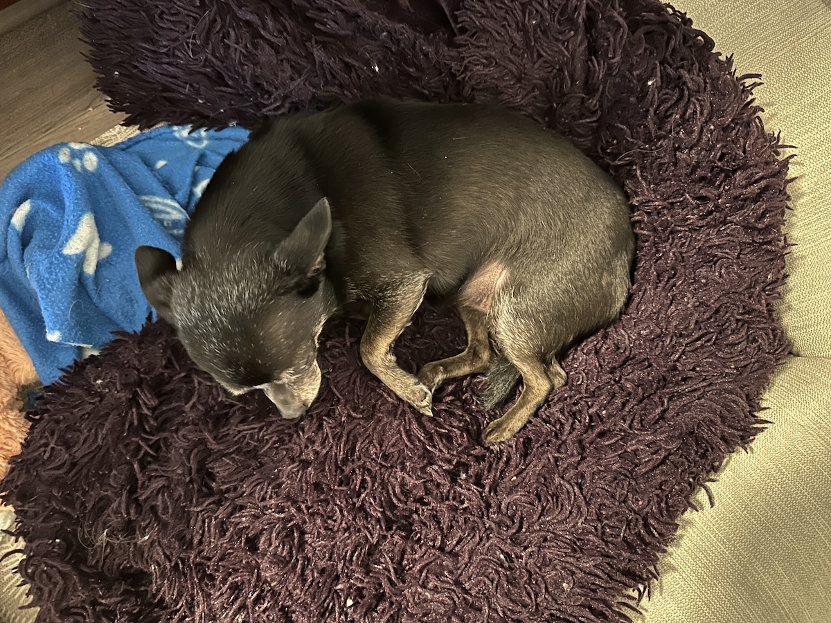 Subi in her bed with her blankets Amanda - Burrowing, Sniffing &amp; Dead Things: The Wednesday Dogs of Dogster’s Favorites