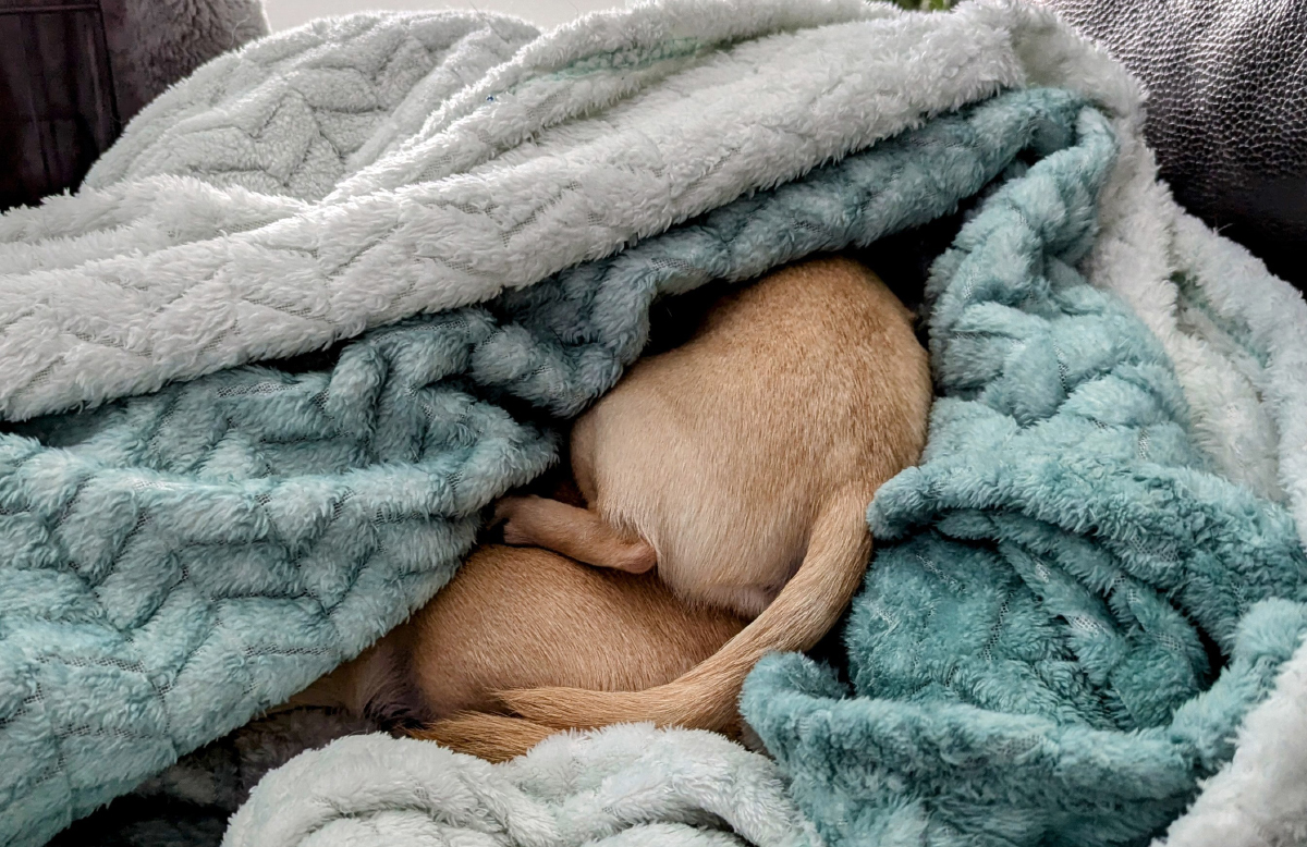 Two little snuggle-bums
