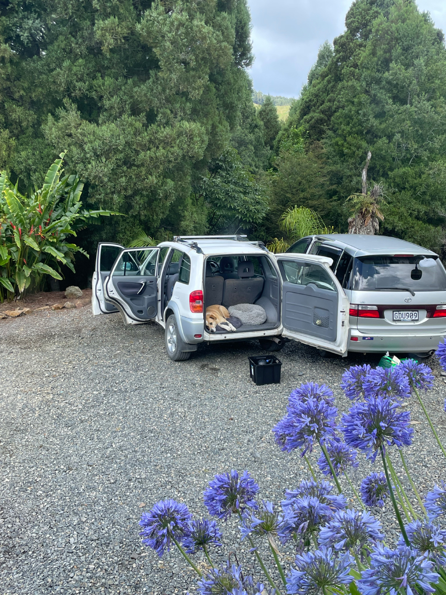 Waiting ever so patiently for his family to hurry up pack and get on the road Nicole - Rural Dogs, City Living: An Unexpected Adventure With Rosa &amp; Mac