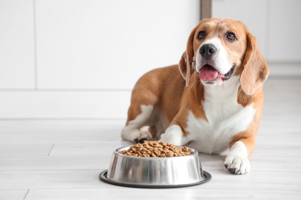 Beagle dog lying near bowl with dry food at home