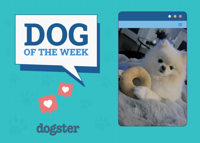 Dog of Week